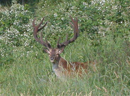 Stag resting in the grass alongside the field Stag resting in the grass alongside the field