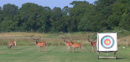 Red Deer in the field Red Deer in the field