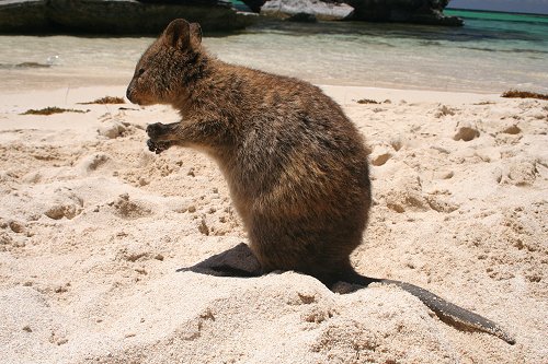 Rottnest Island Quokka